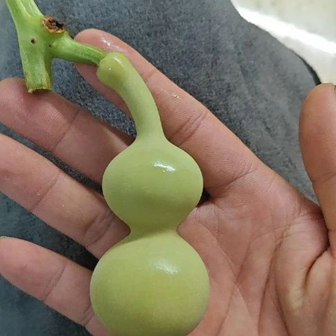 老***来天津嘴儿咕噜咕噜