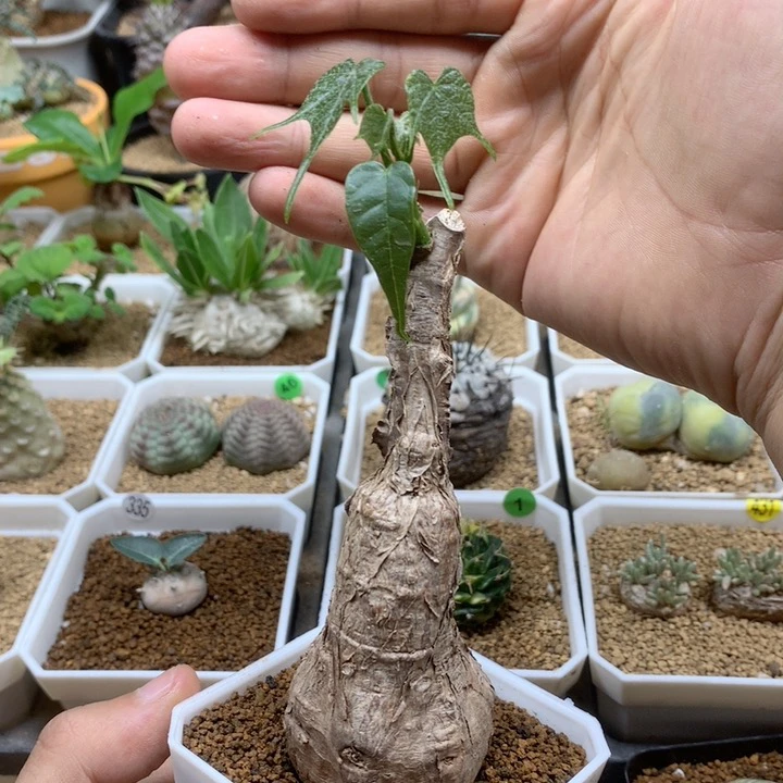 泰国火桶块根脱土