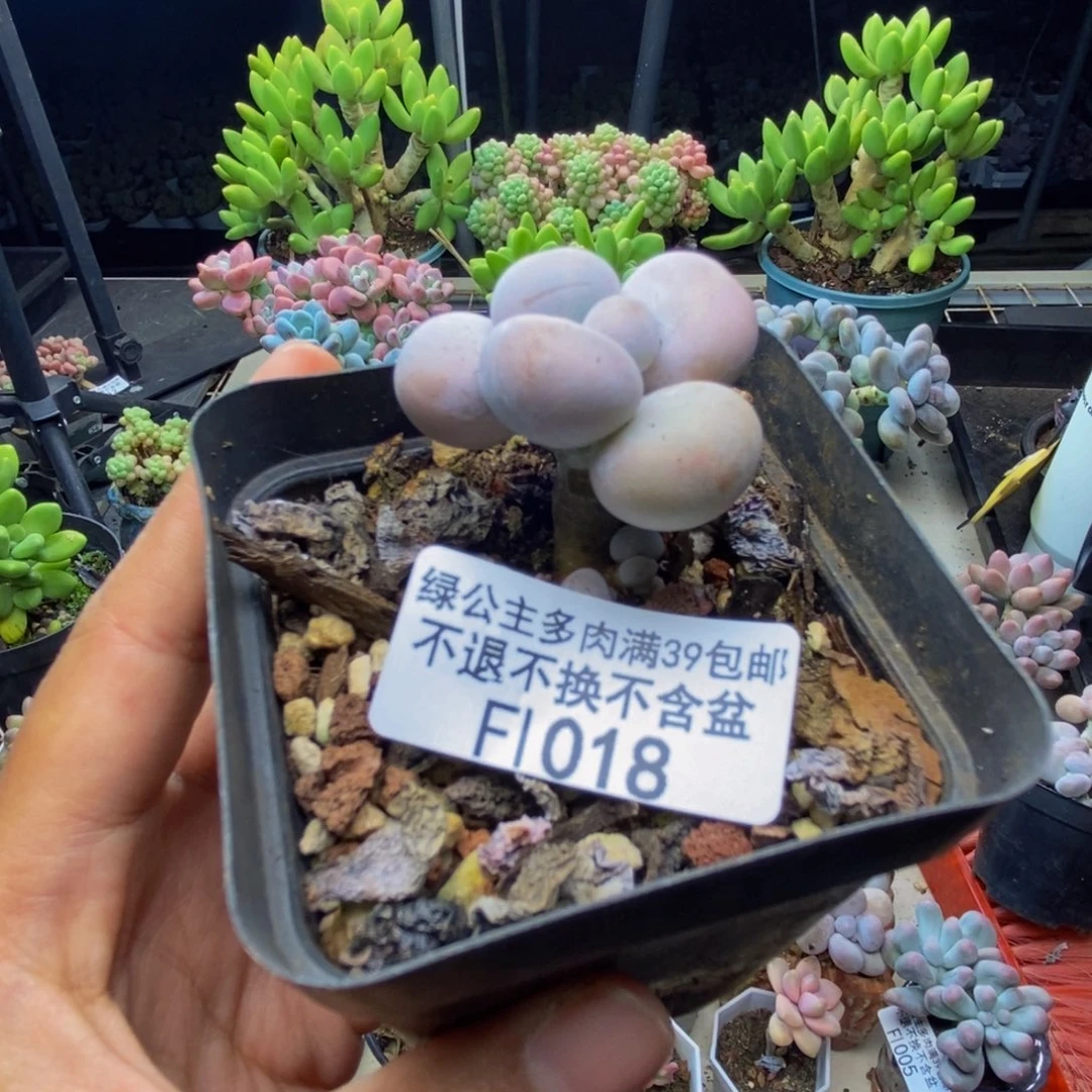 018橙奶多肉肉3c m