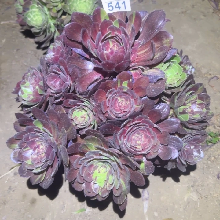 花月夜……多肉植物的