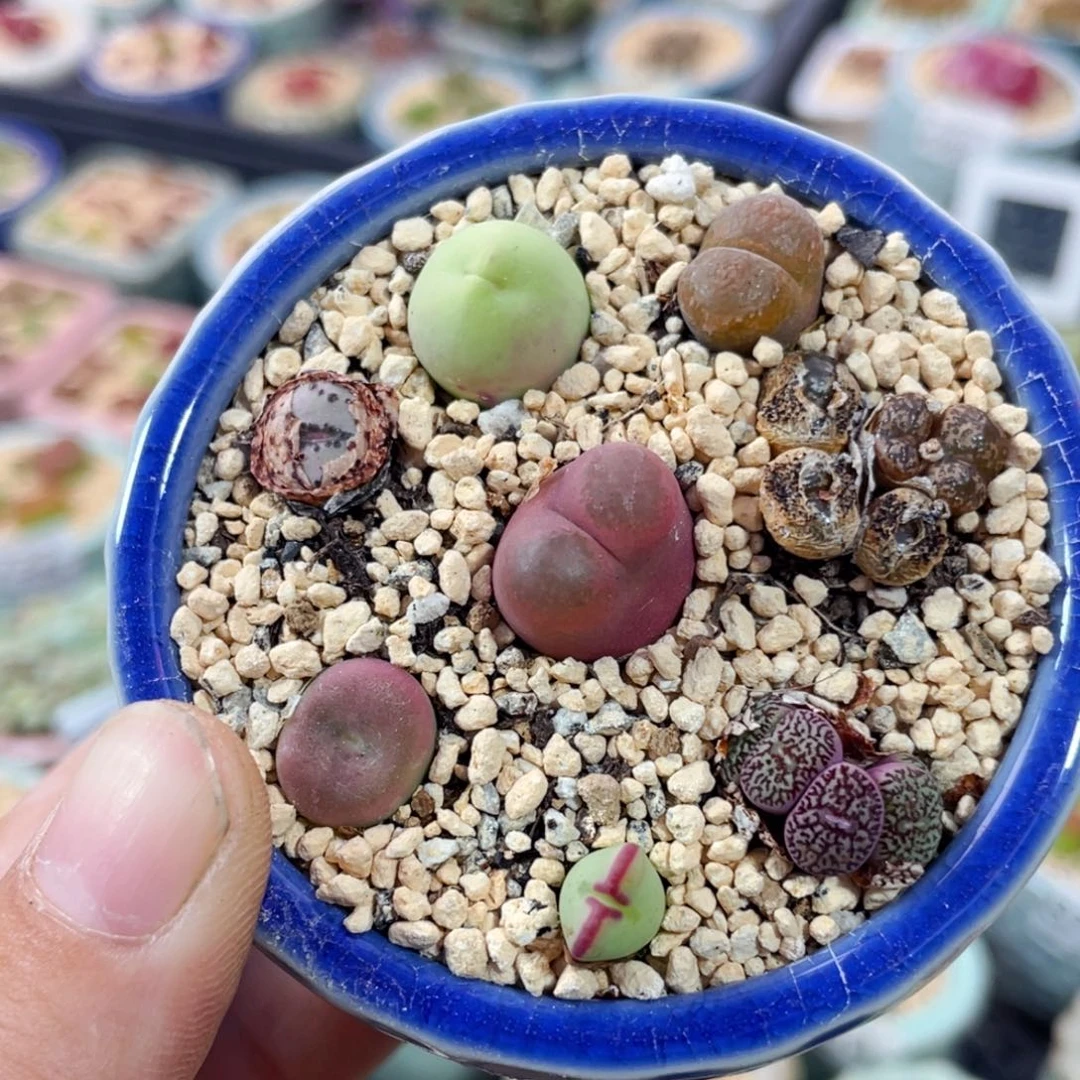 无花朵8848--一物一拍 带盆