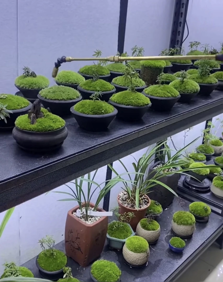 【苔藓朵朵藓种子孢子粉】庭院吸水石盆景铺面植物造景茶台四季鲜活