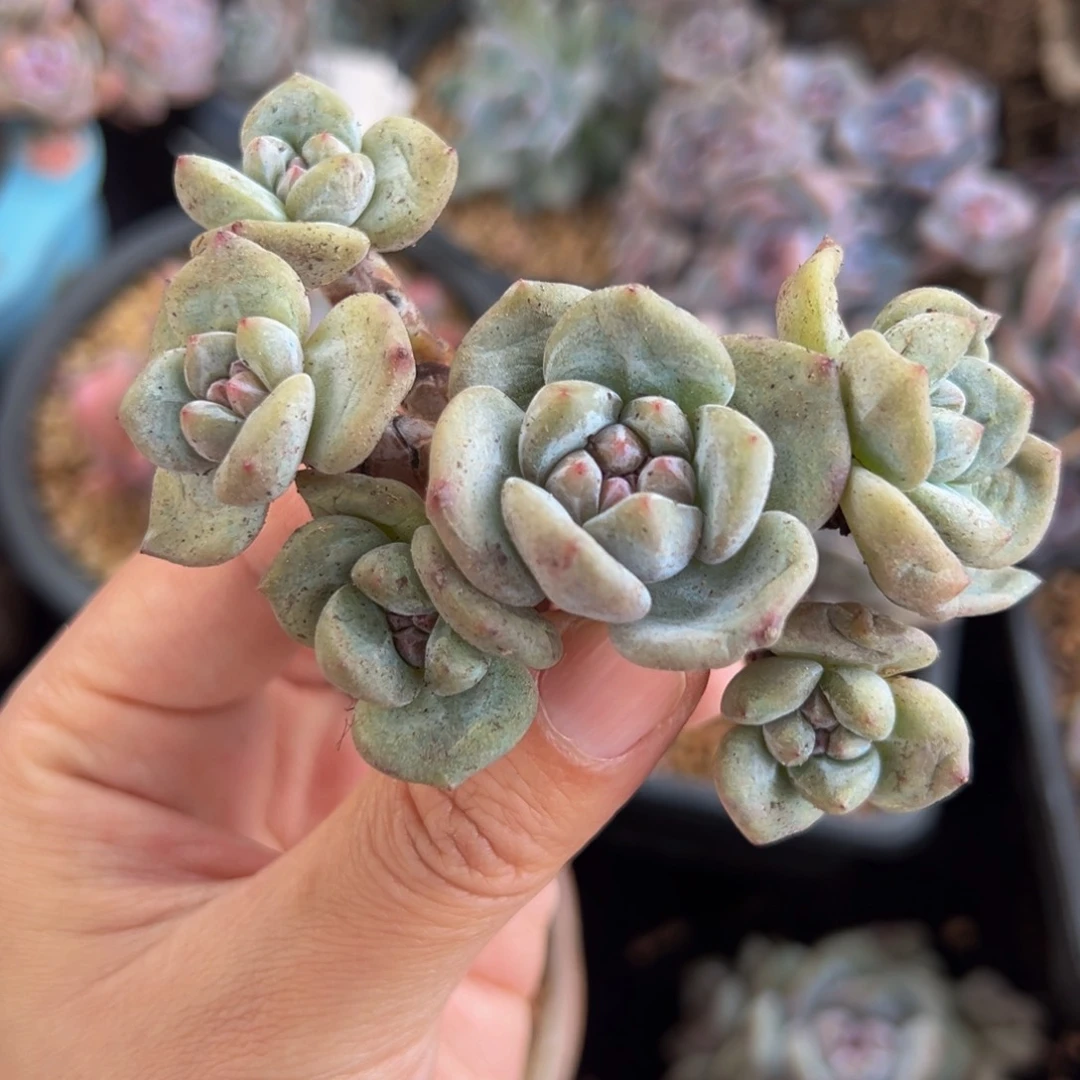 新年快乐 新年快乐