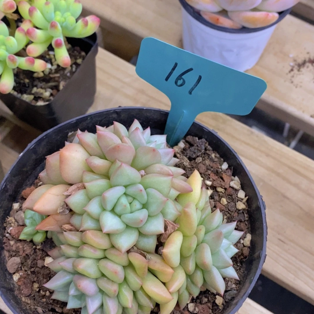 福利专场，最后一场