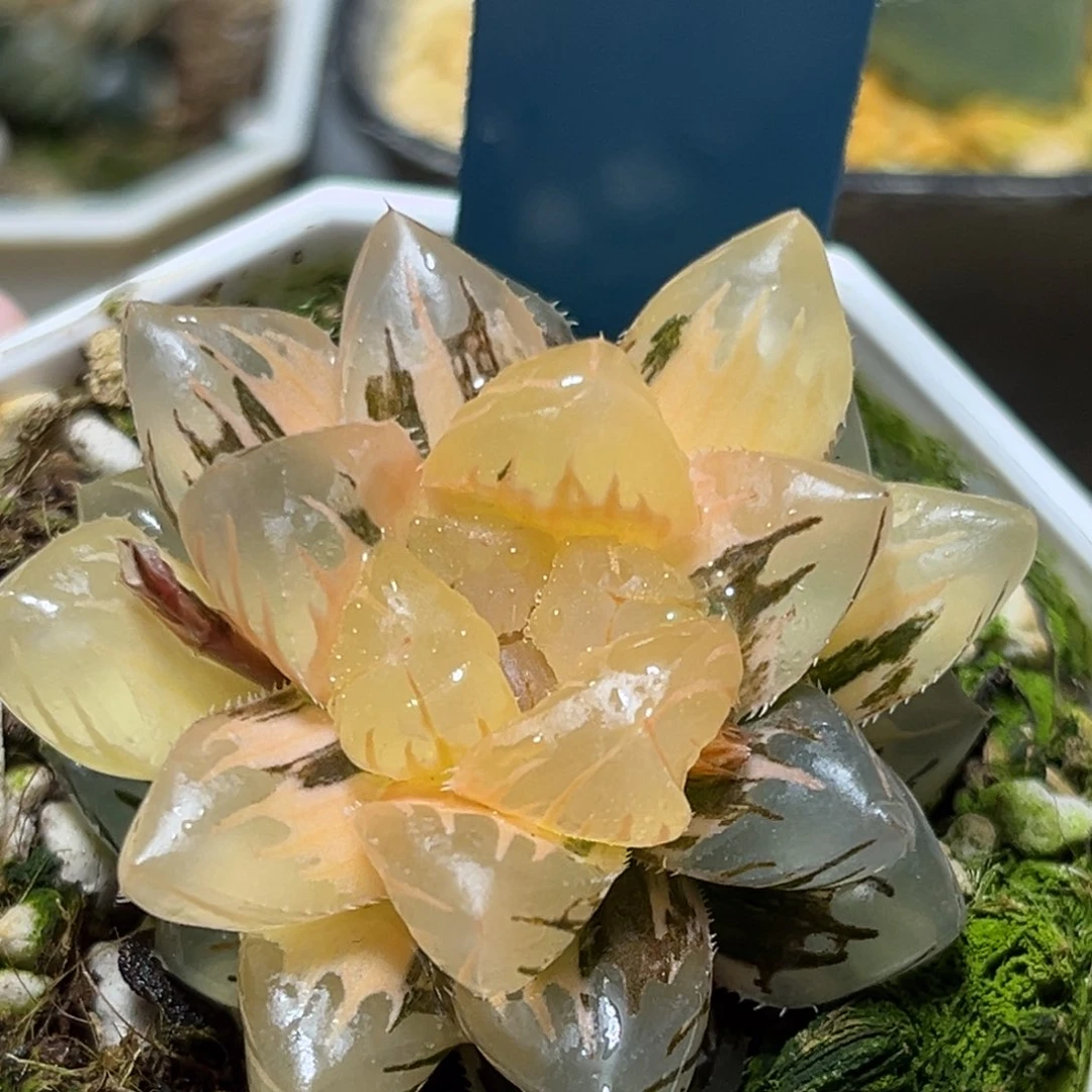 恭喜发财大吉大利0351