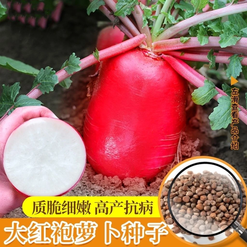 大红袍萝卜种子红萝卜种籽白肉高产春秋四季农家阳台盆栽蔬菜种孑