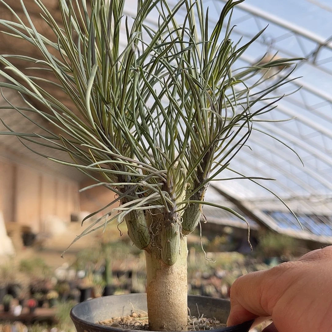 天龙木一物一拍下单包邮