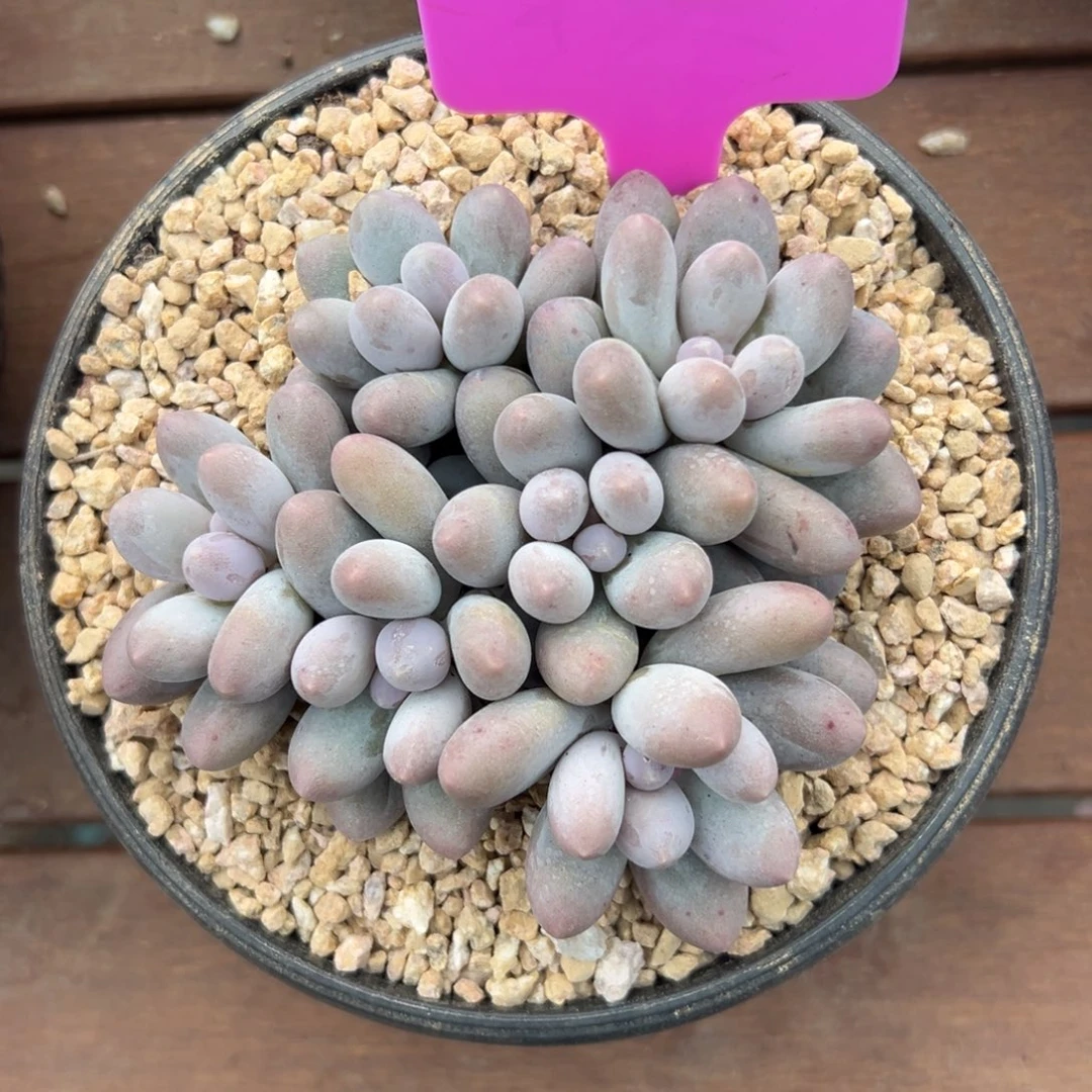 汤圆1111111111111111