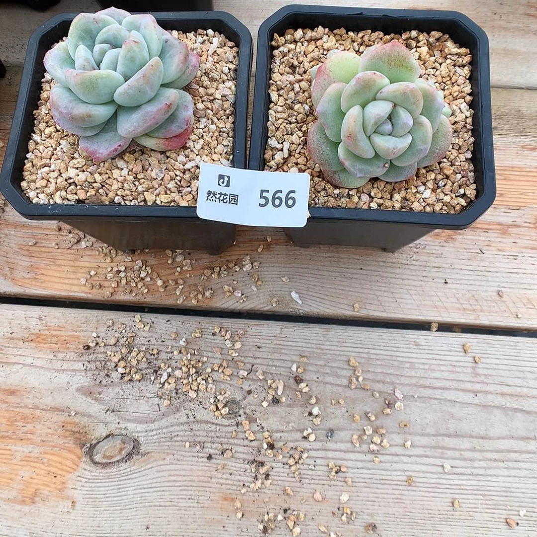 多****）566冰玉石化多肉植物补差