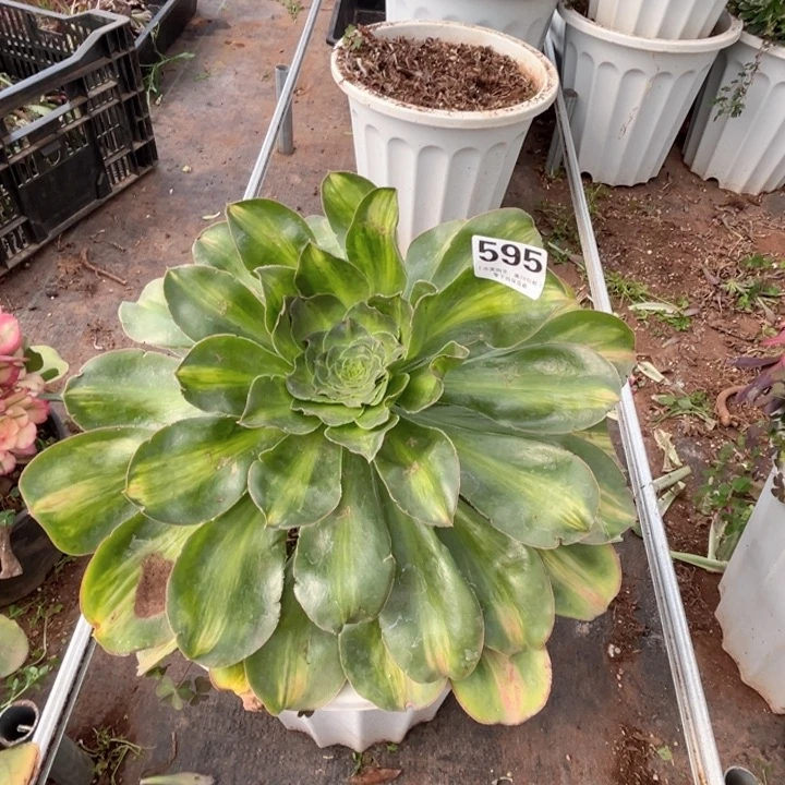 595多肉植物艳姿中班群