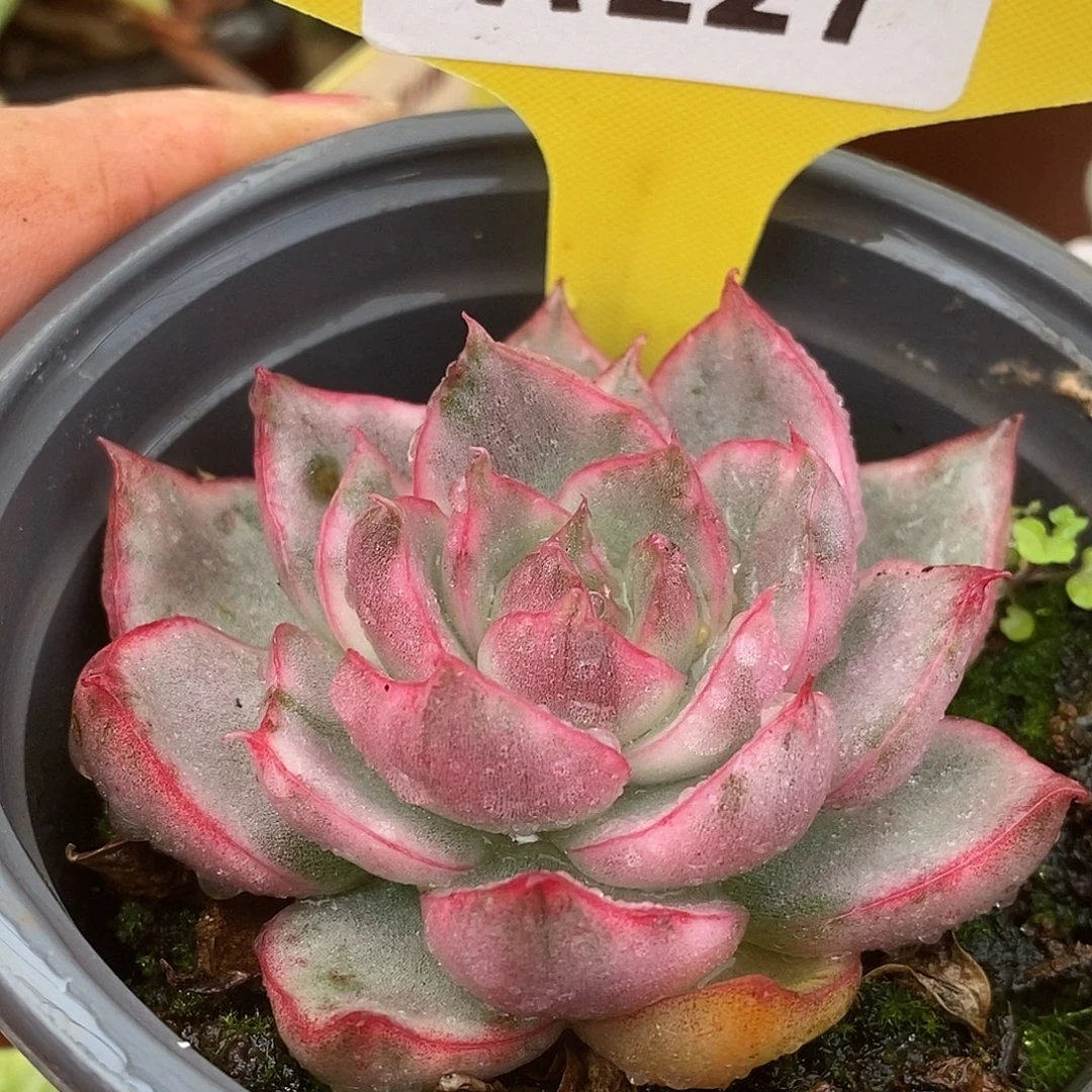 227荷花是哈哈哈哈哈