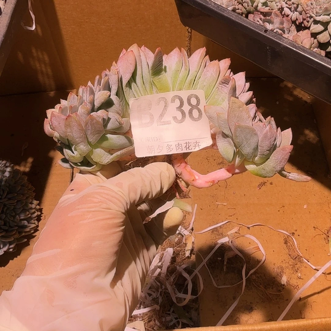 大***年星影缀化呀呀呀呀