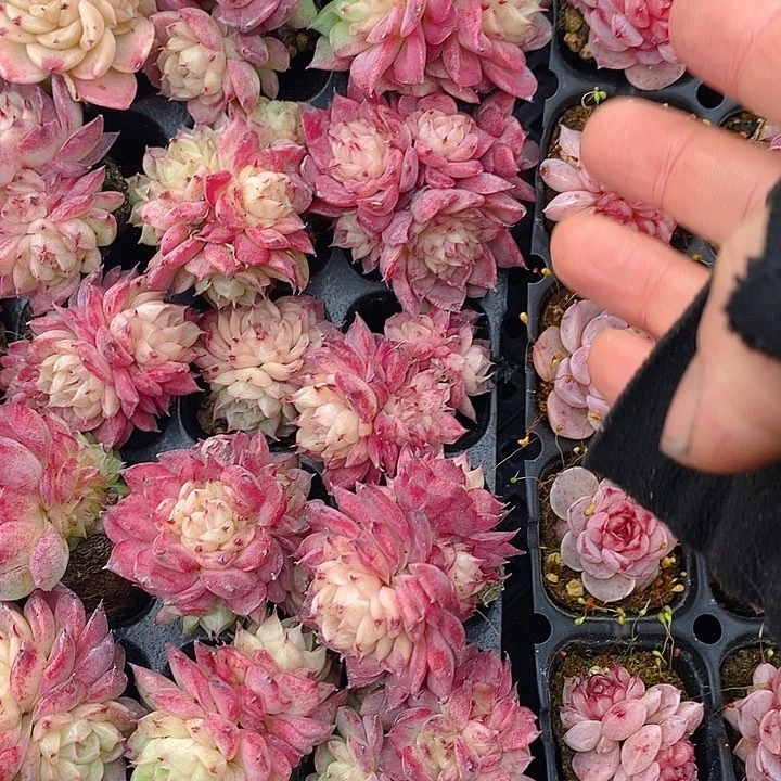 25-26 多肉植物盆栽花卉植物