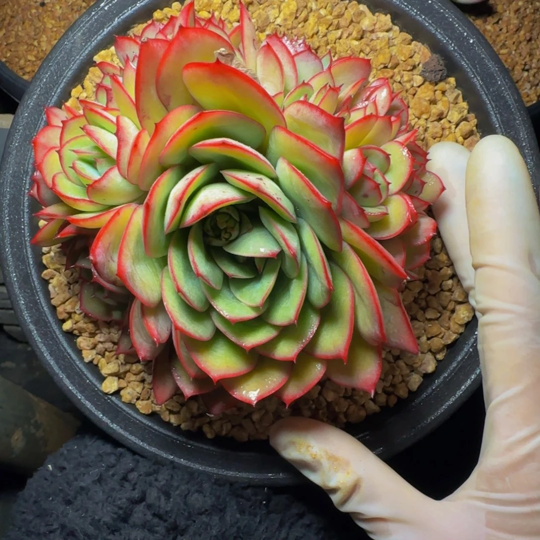 随*成p p p p p p p p 59