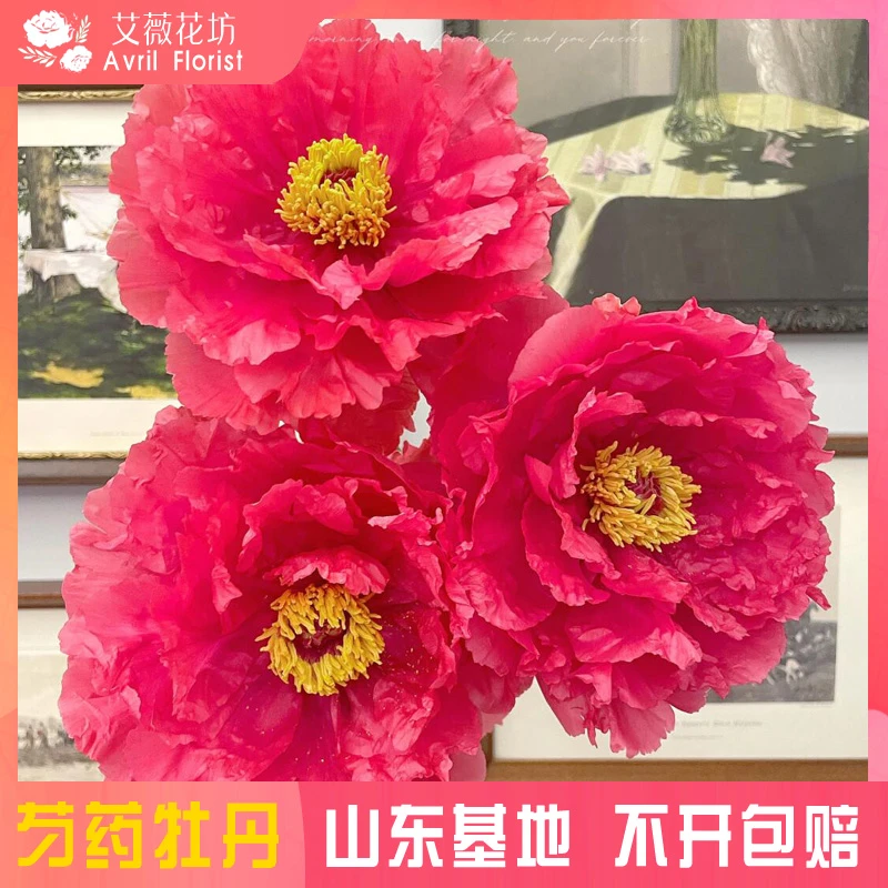 『明红春彩』牡丹鲜花 年宵花 芍药鲜切花 山东基地直发
