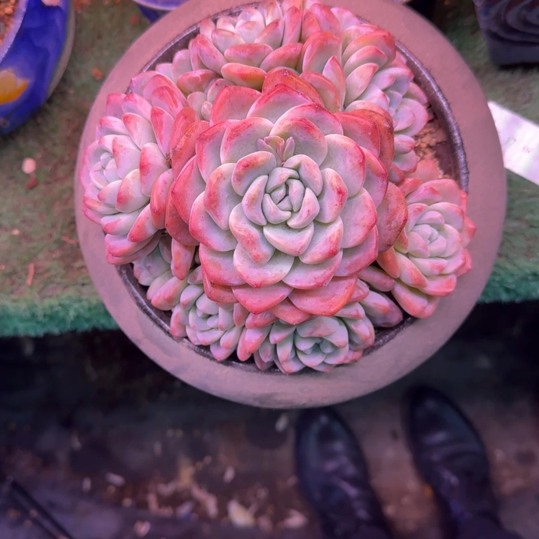 冰玉无砍多肉群生