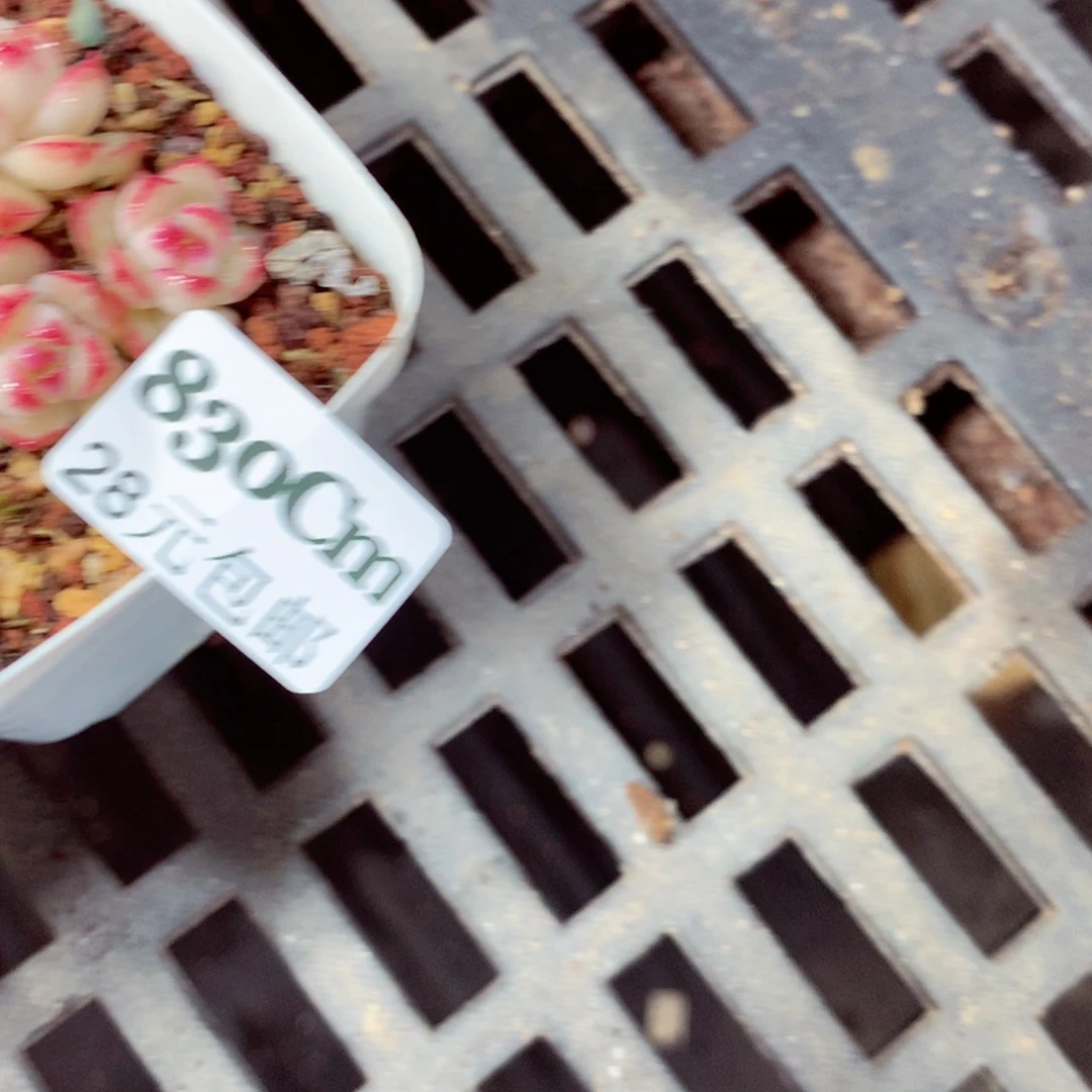 5厘米盆精控多肉830