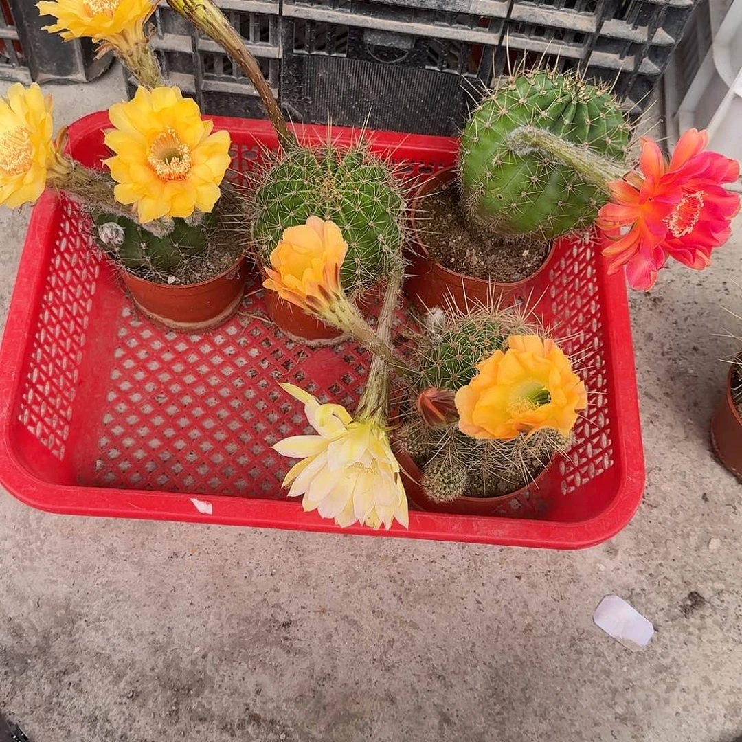 无花朵彩草哈哈哈哈哈哈