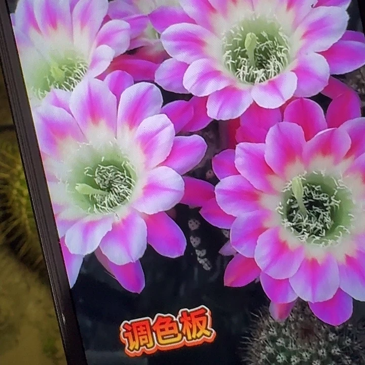 调色板侧芽4公分彩草