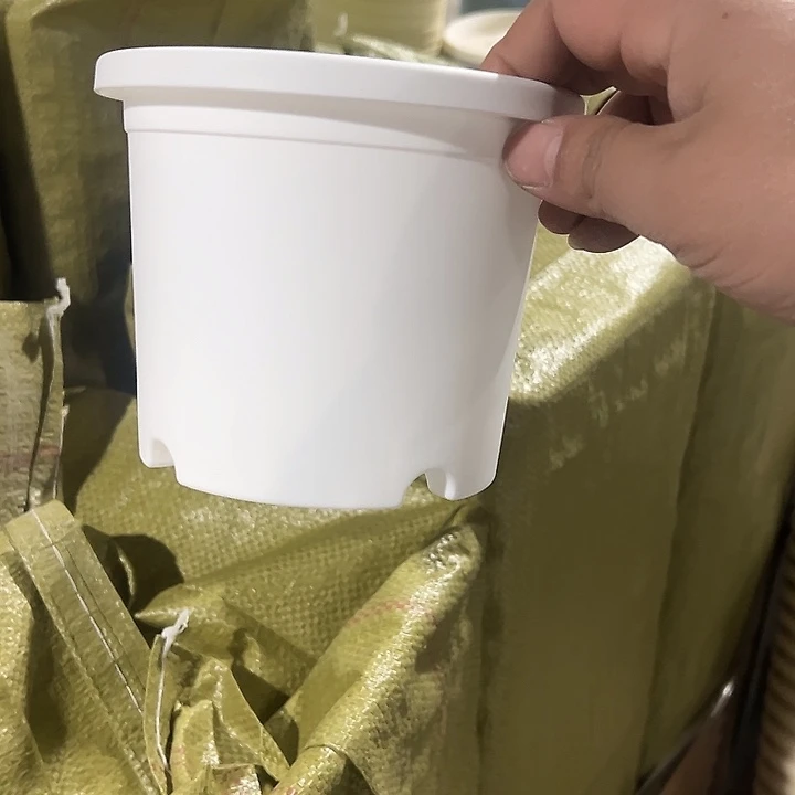 圆1号白10个带托盘