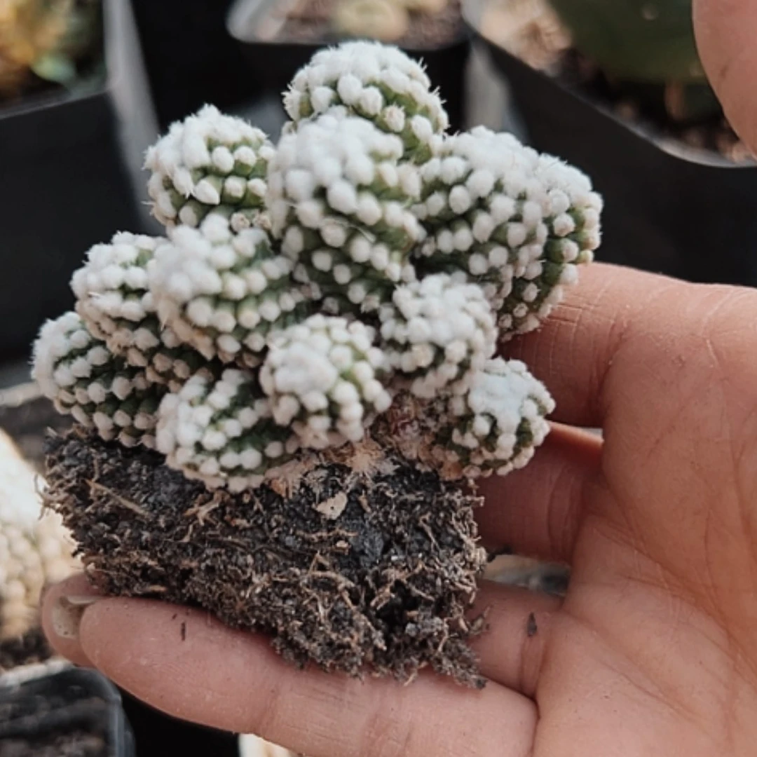 【闪购商品】958明日香姬