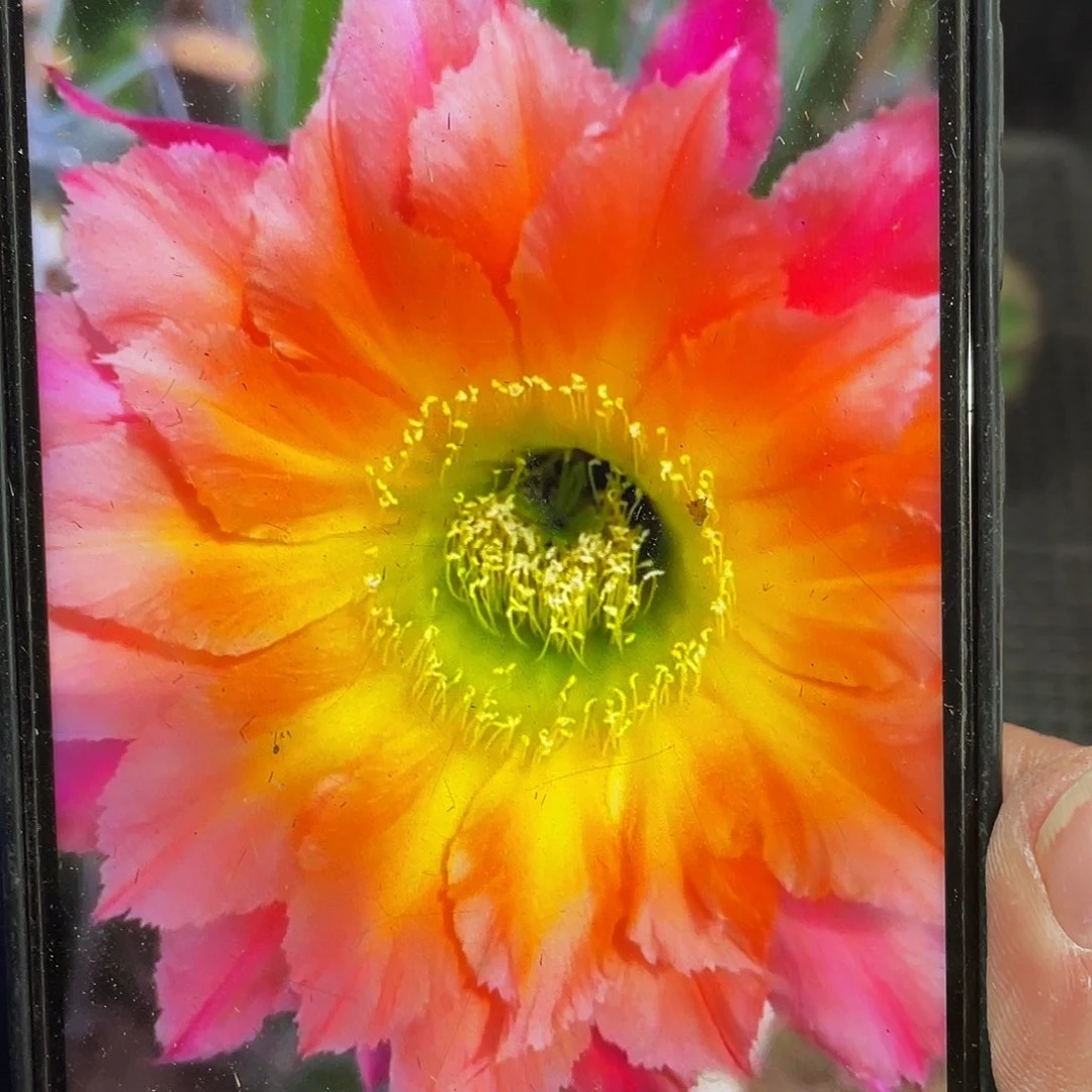 美年达侧芽歪5公分左右满18包邮