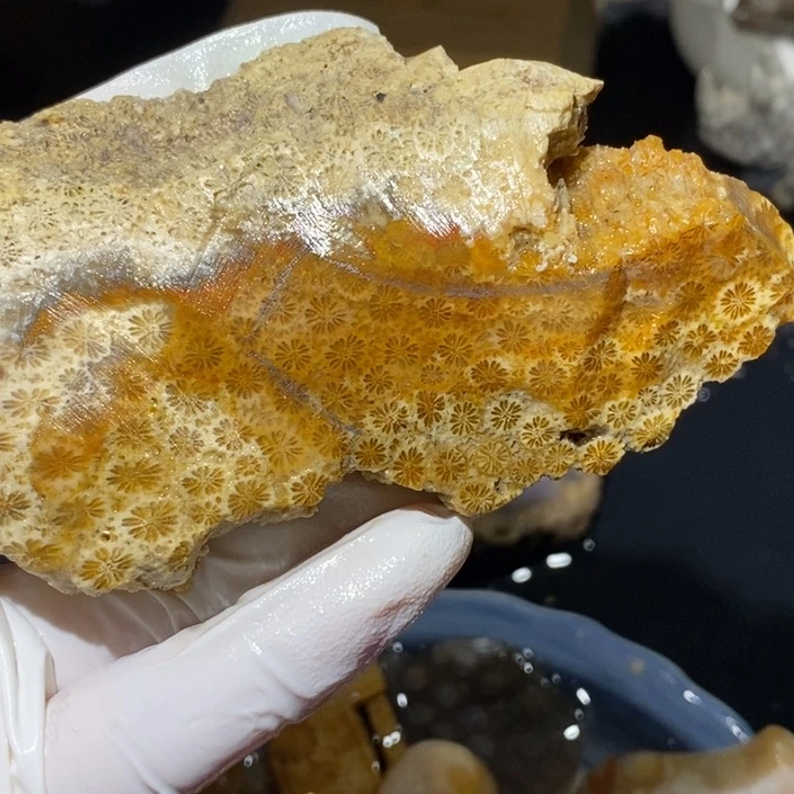 【闪购商品】未镶嵌珊瑚玉硅化玉