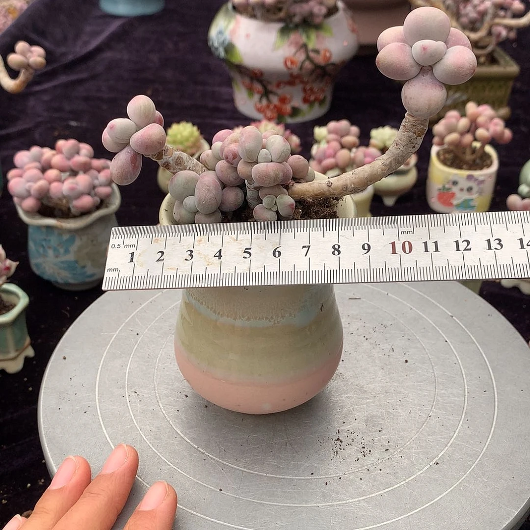 ?****?105号不带盆偏远的不包邮的