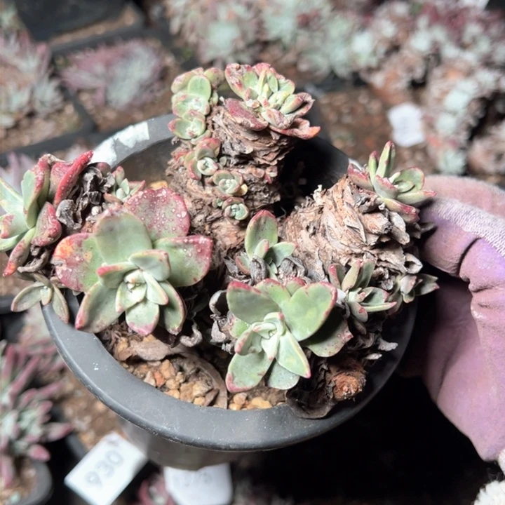 1277法瑞杂交微瑕哈哈哈哈哈