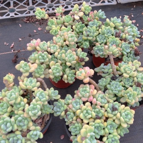 精品多肉劳尔六个