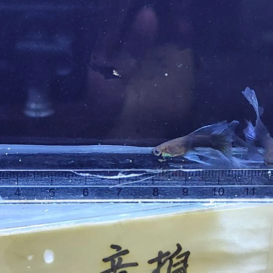 孔雀鱼24蓝礼服绒球两母