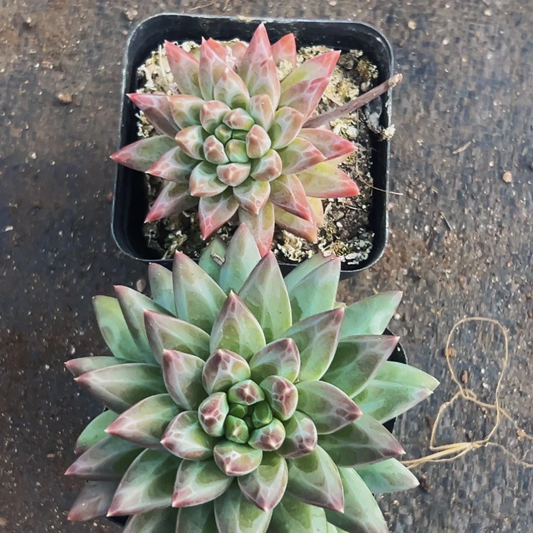 桔云多肉美人精品系列