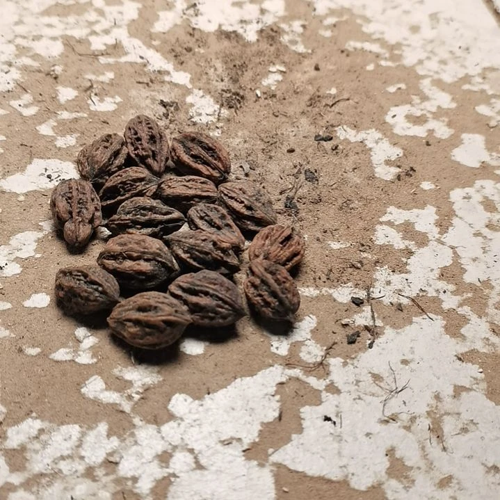 文玩核桃手串老*东北秋子异型籽20