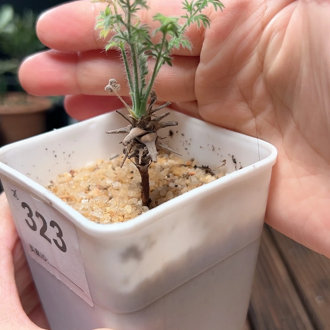 开花株龙骨洋葵带盆发货