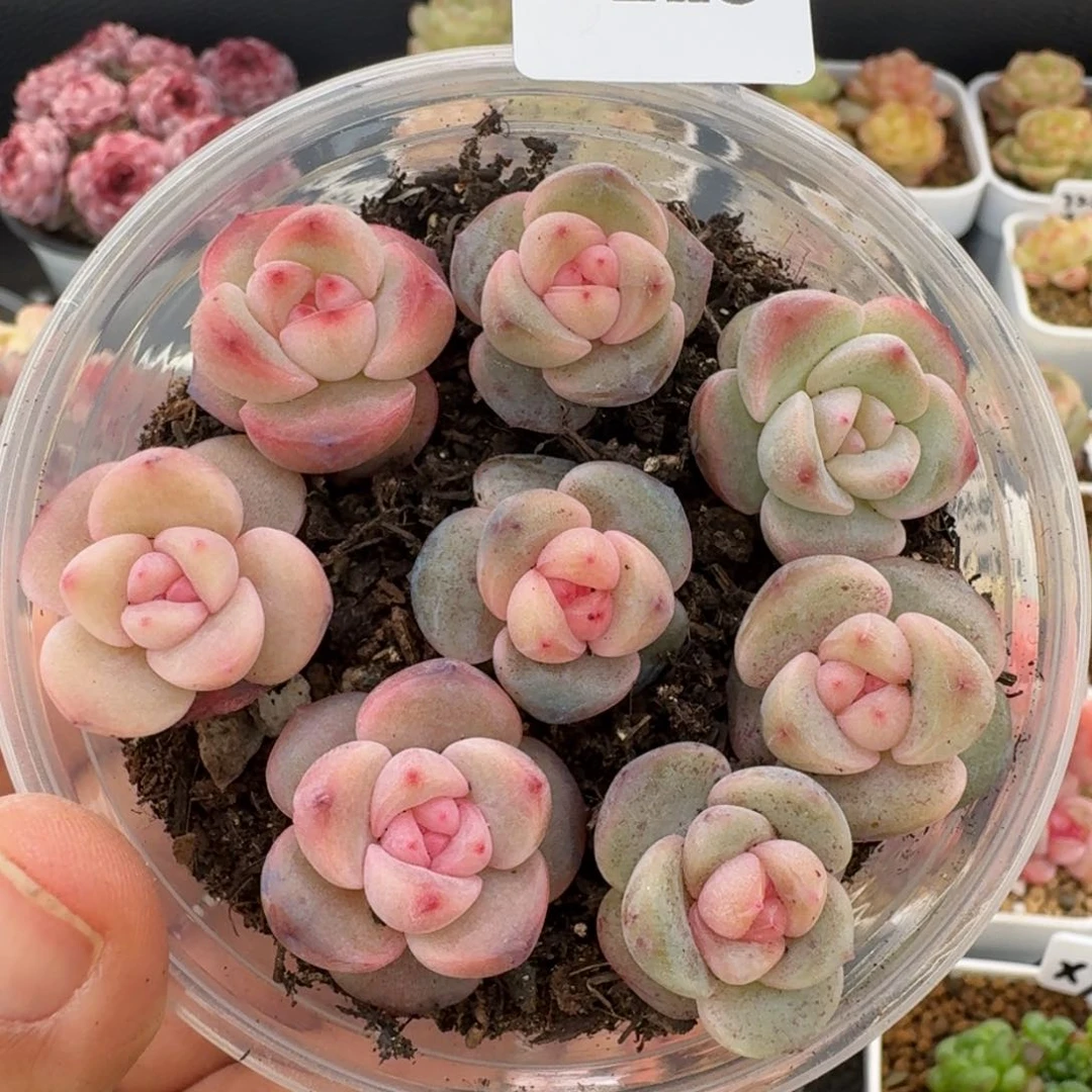 一物一拍一盒330-223