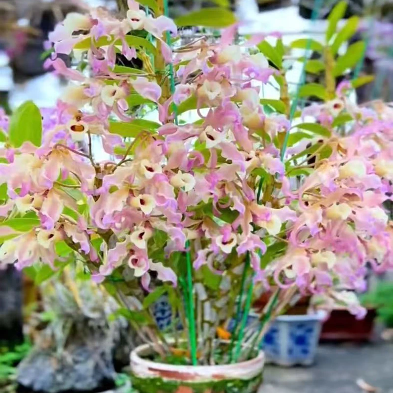 越南七彩扭瓣石斛兰