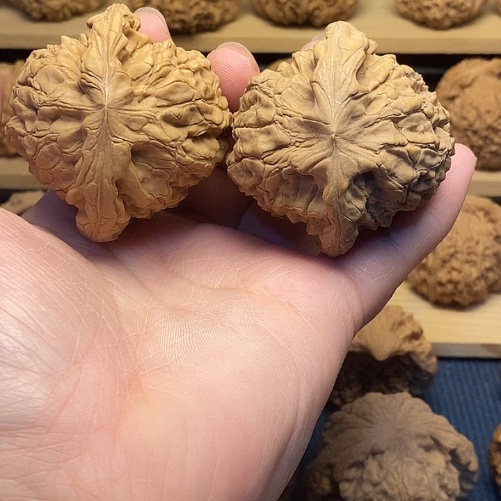核桃52龙鼎福利核桃