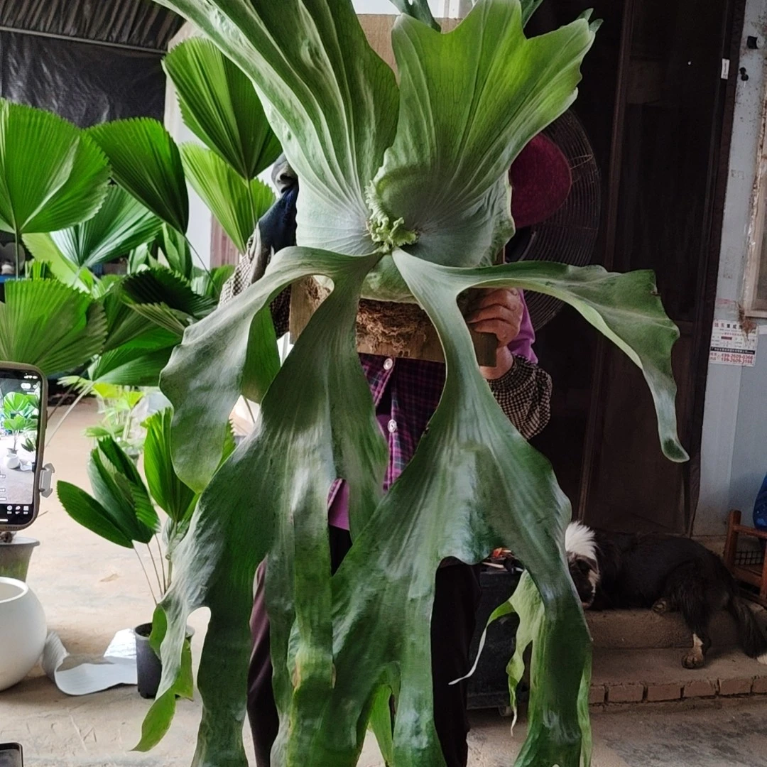 超大女王鹿角蕨，超大超漂亮