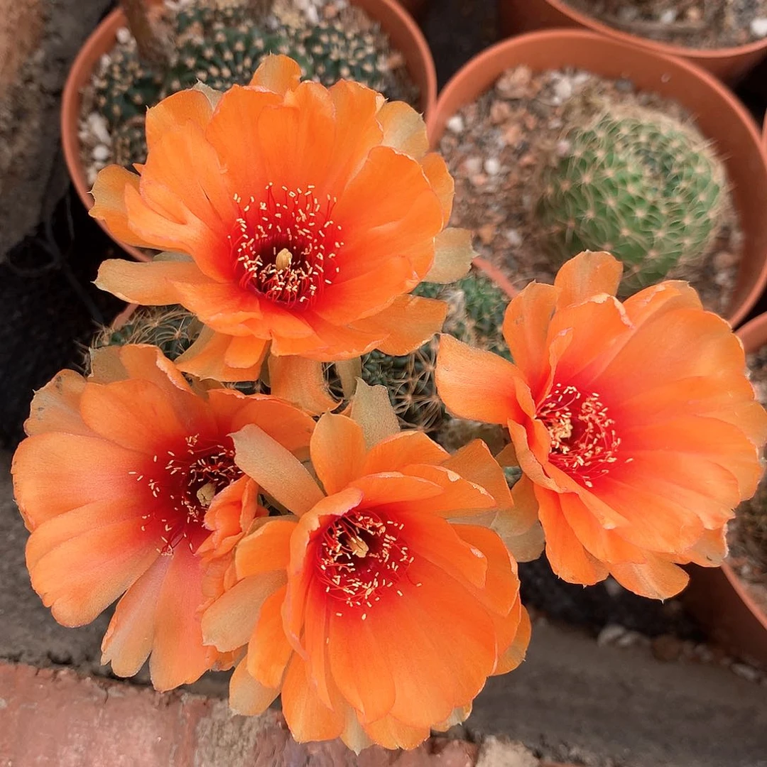 2054实生丽花10公分杯