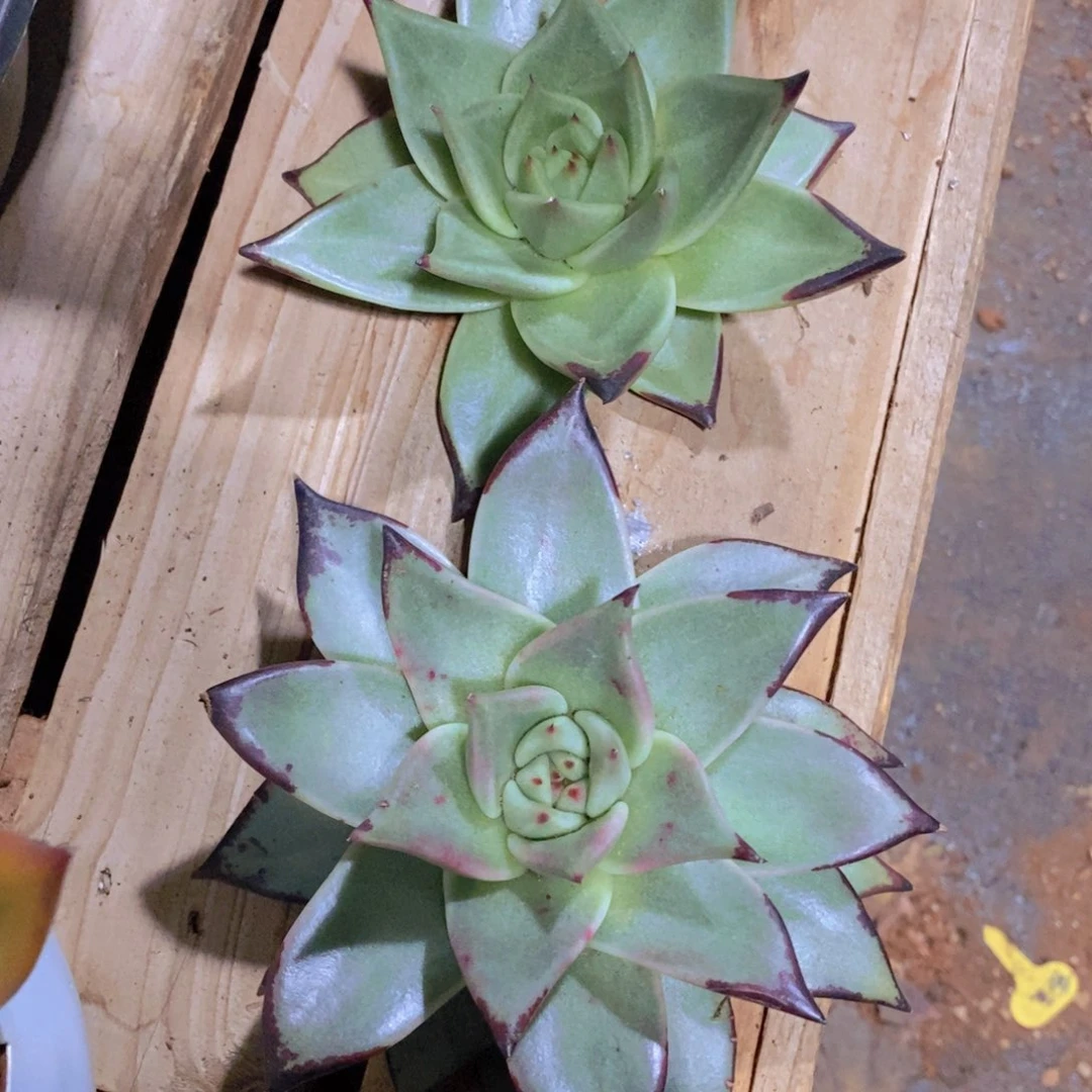 王***贝福利美乌SFz