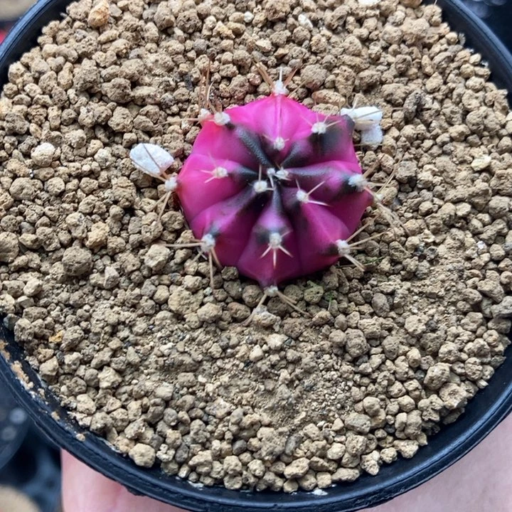 植****头专拍的 米哈仙人球