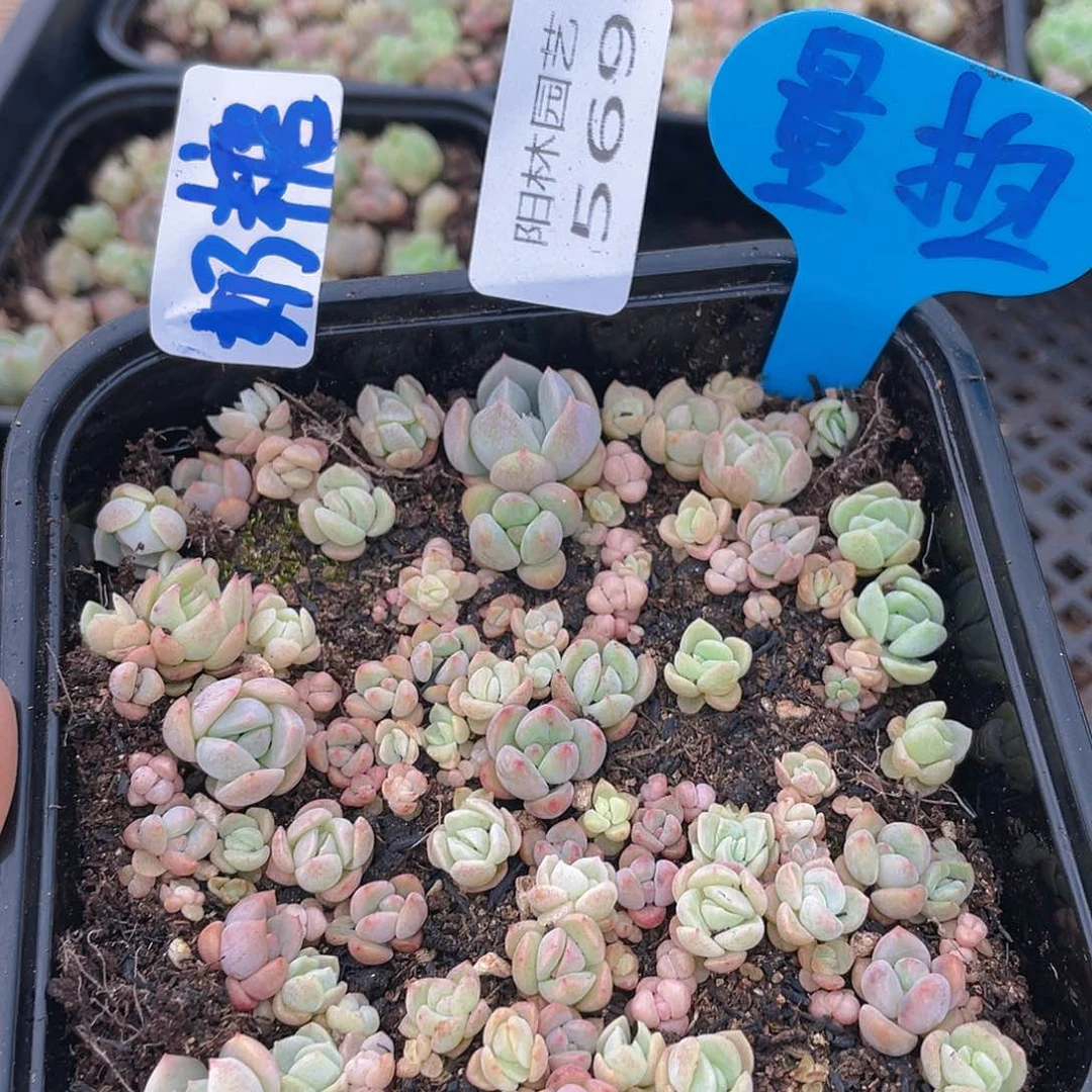 量拍多肉植物多肉植物569