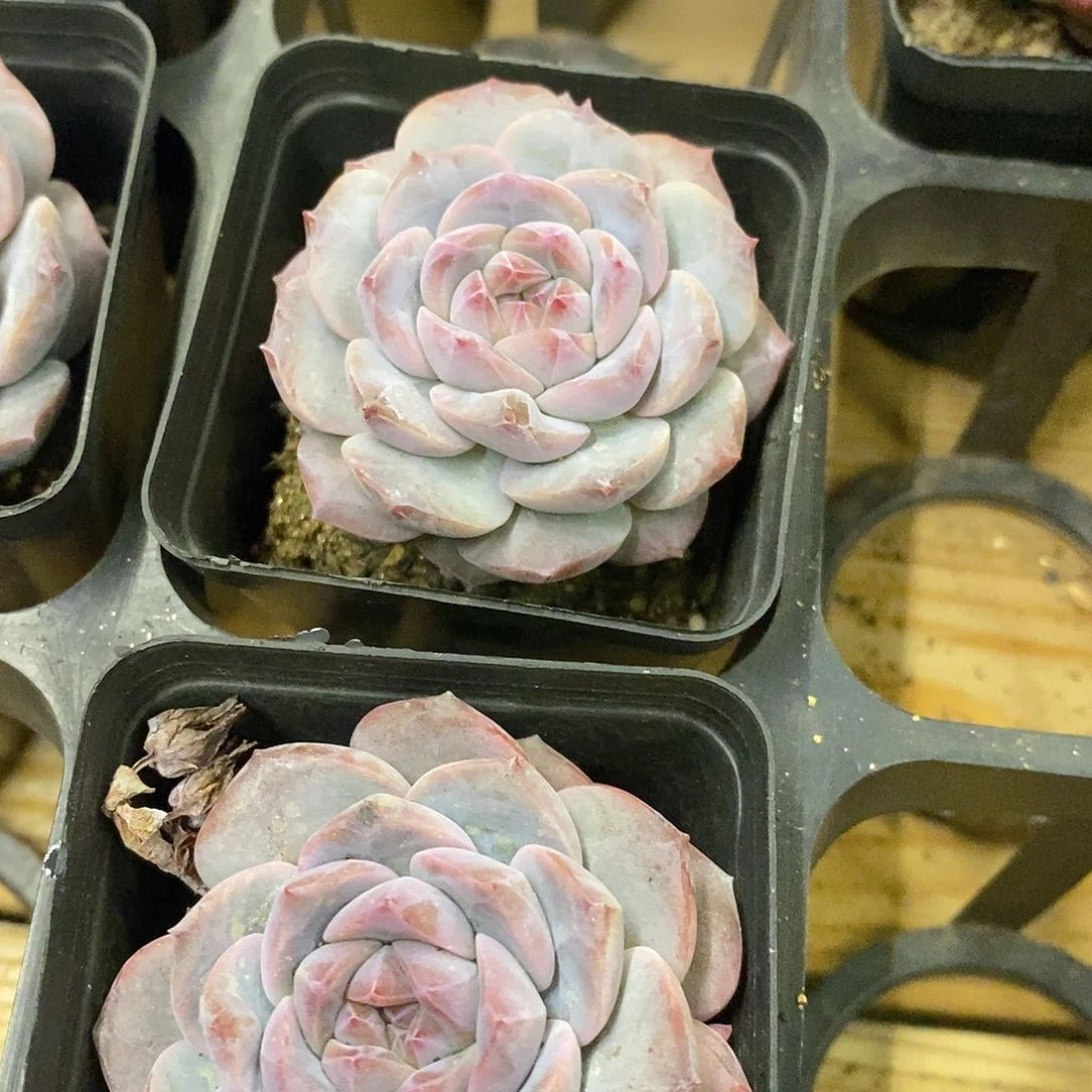 67。小黑方盆冰魄。福利多多