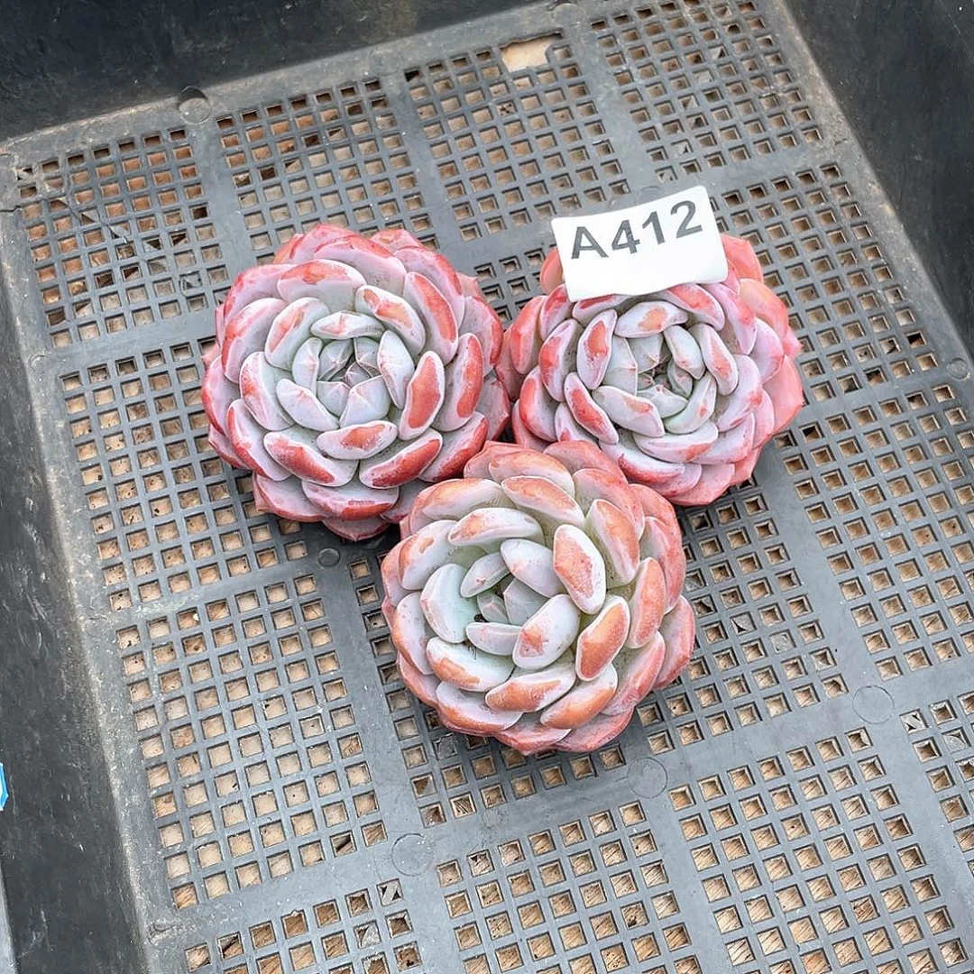 412多肉植物多肉植物