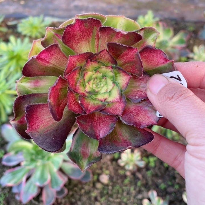 152龙鳞无根20包邮