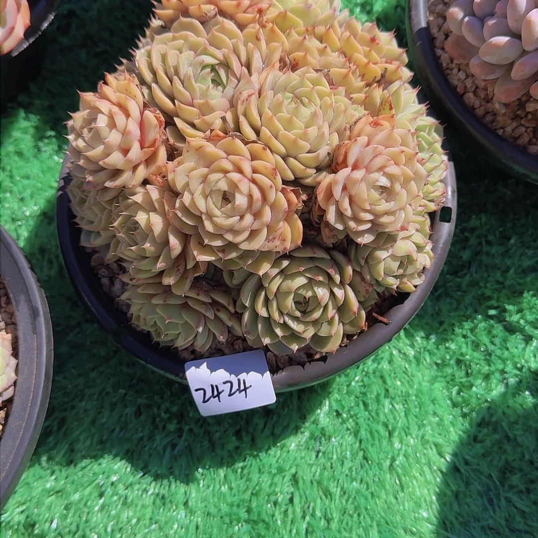 洁****陈2424本巴多肉植物