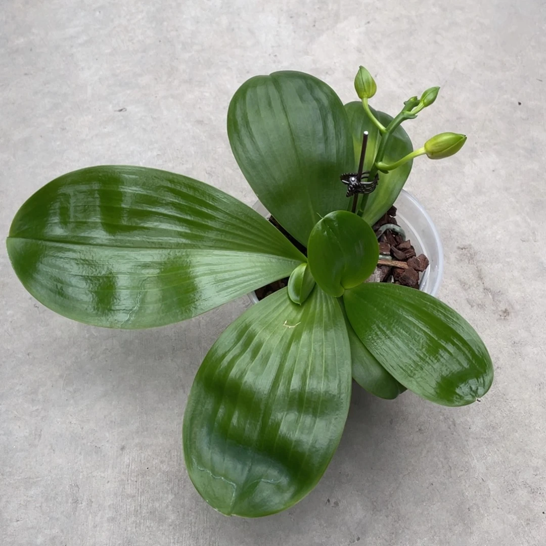 全部花苞双十一福利