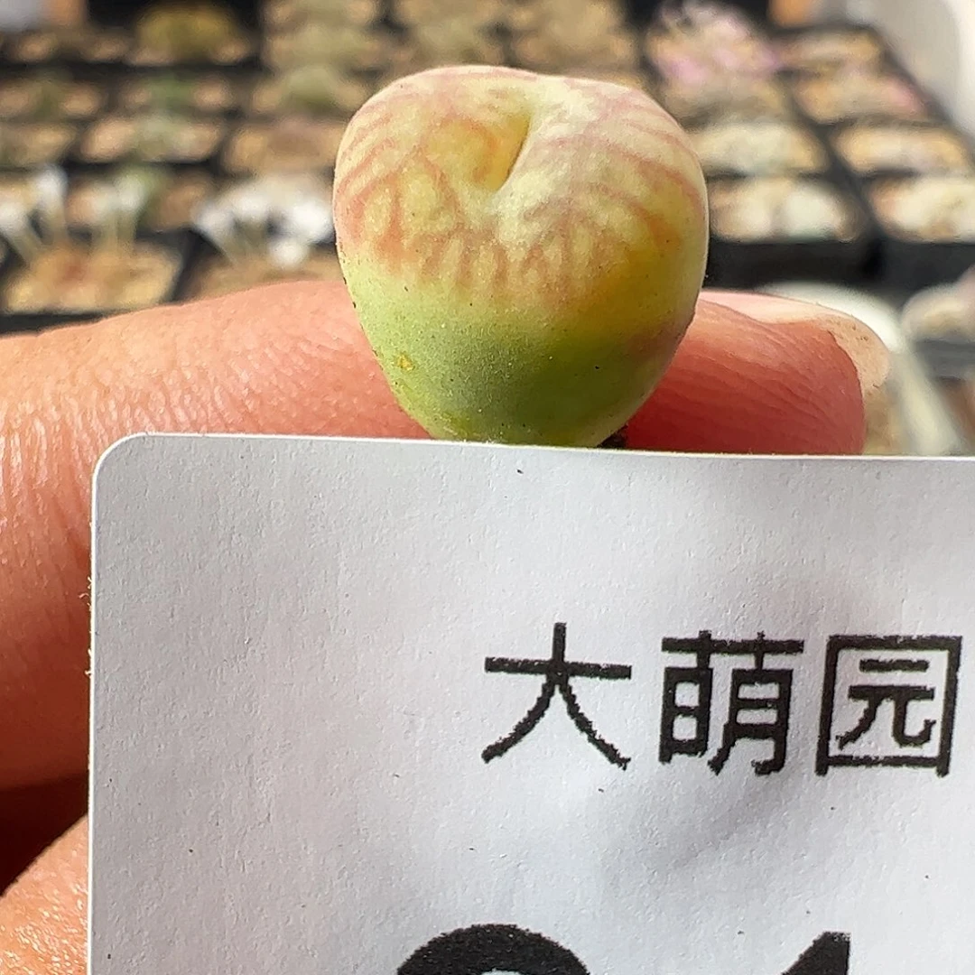 一物一拍。          917