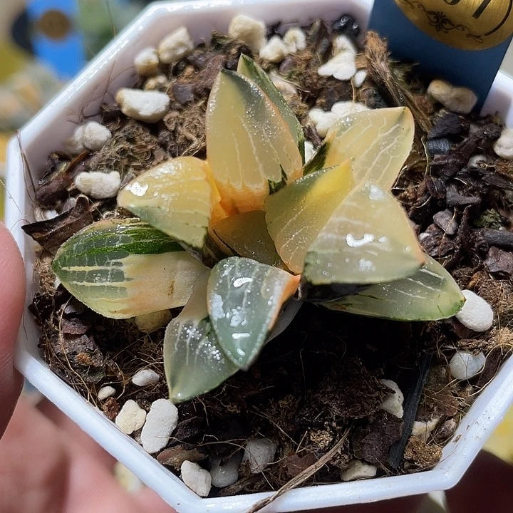 507花影锦特选福利