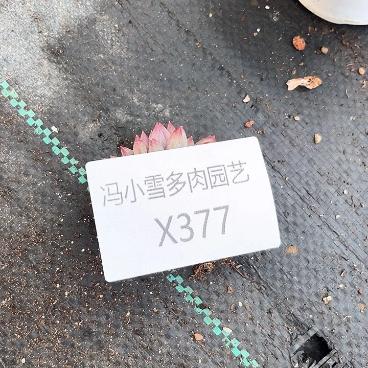 随*心我是你的小可爱啊我的小可爱我